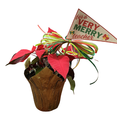 Teacher Christmas Poinsettia - Local Pickup Only